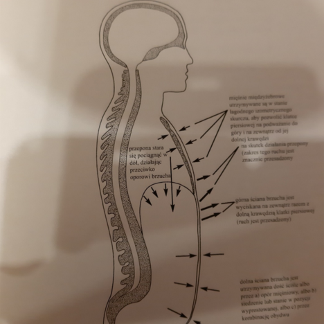 Joga a układ oddechowy – cz. 2